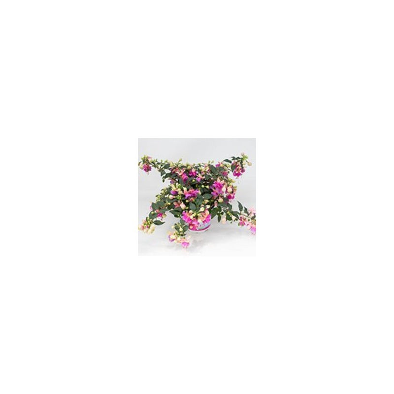 Fuchsia Jollie Orly - Trailing - 1L Pot