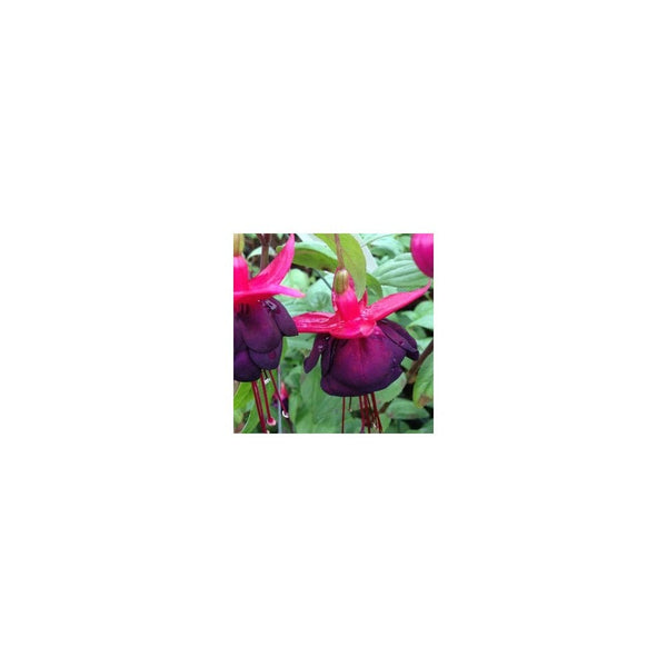 Fuchsia New Millennium ( Large Trailing) - 9-10.5cm Pot