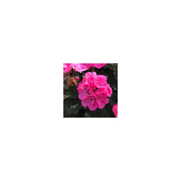 Geranium Zonal Pink - 1L Pot