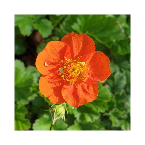 Geum Coccineum 'Queen of Orange' - 9cm Pot - Alpine & Rockery - Perennial