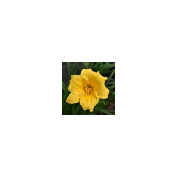 Hemerocallis Stella De Oro - 3L Pot