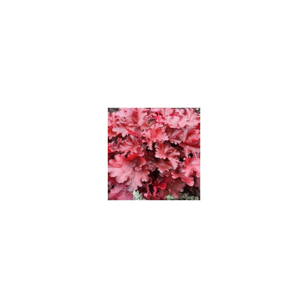 Heuchera 'Forever Red' - 2L Pot