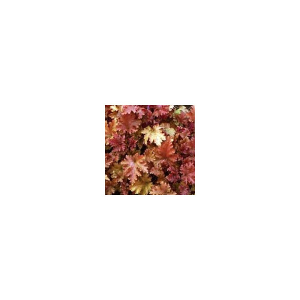 Heuchera 'Marmalade' - 2L Pot