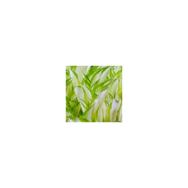 Hosta 'Kiwi Spearmint' - 3L Pot