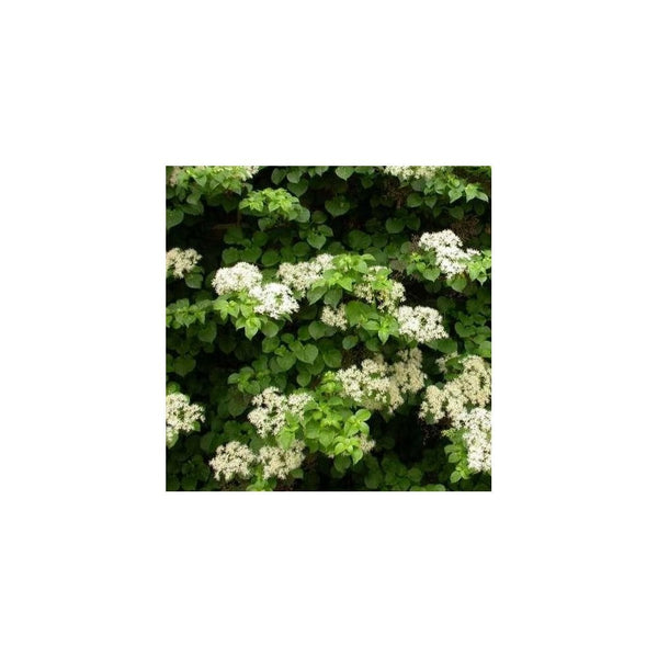 Hydrangea Anomala Subsp. Petiolaris - 1-1.5L Pot