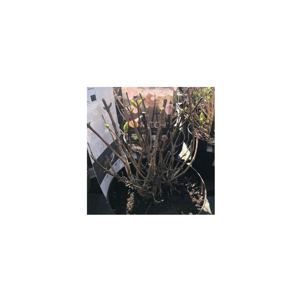 Hydrangea Paniculata Switch Ophelia - 3L Pot