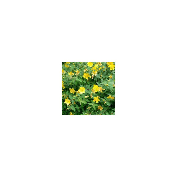 Hypericum 'Hidcote' - 3L Pot