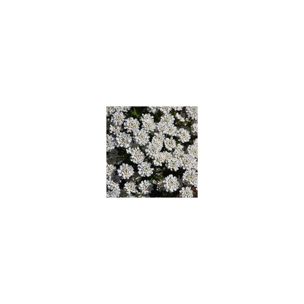 Iberis Sempervirens 'Whiteout' - 9cm Pot - Alpine & Rockery - Subshrub