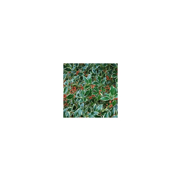 Ilex Aquifolium 'Argentea Marginata' - Holly - 2L Pot