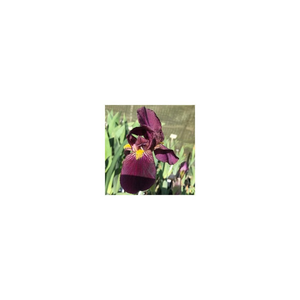 Iris 'Cherry Garden' - 3L Pot