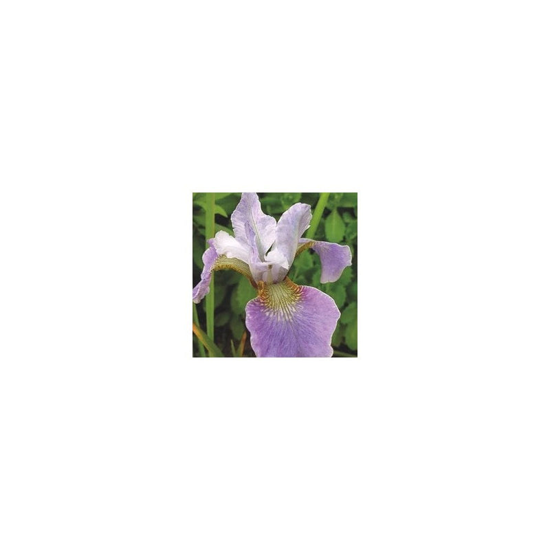 Iris Sibirica 'Dance Ballerina Dance' - 3L Pot