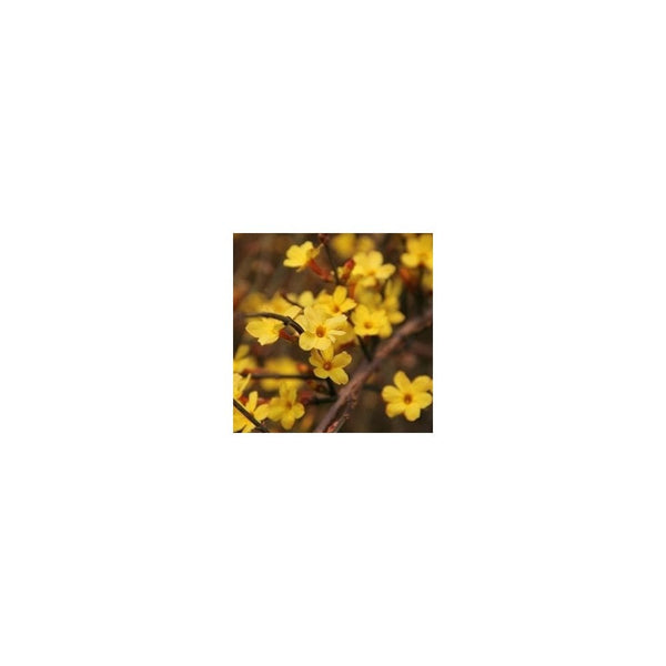 Jasminum Nudiflorum - 1L Pot