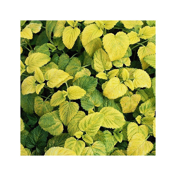 Lemon Balm - 1L Pot