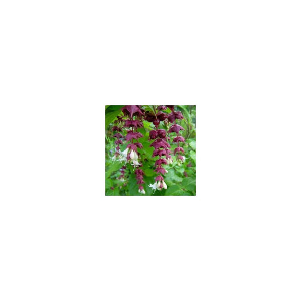 Leycesteria Formosa - 3L Pot