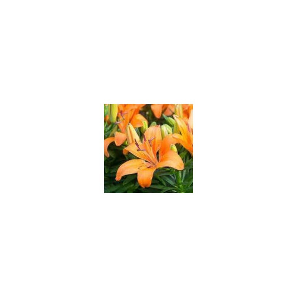 Lilium 'Orange Pixie'