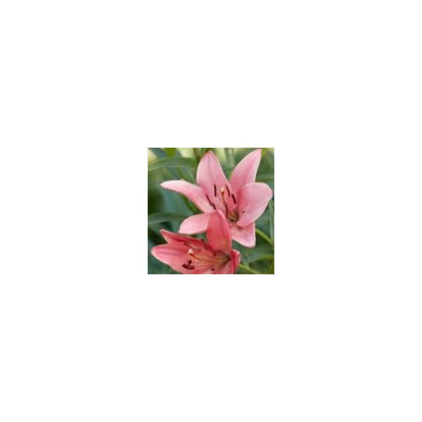 Lilium Asiatic Hybrid Pink - 3L Pot