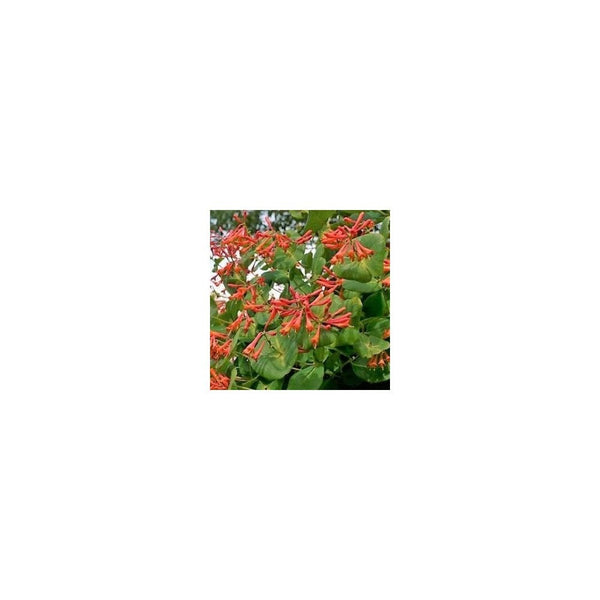 Lonicera Dropmore Scarlet - 1L Pot