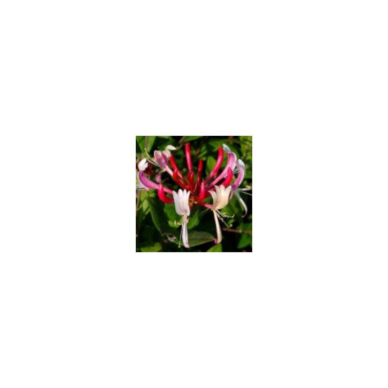 Lonicera Japonica 'Red World' - 1L Pot