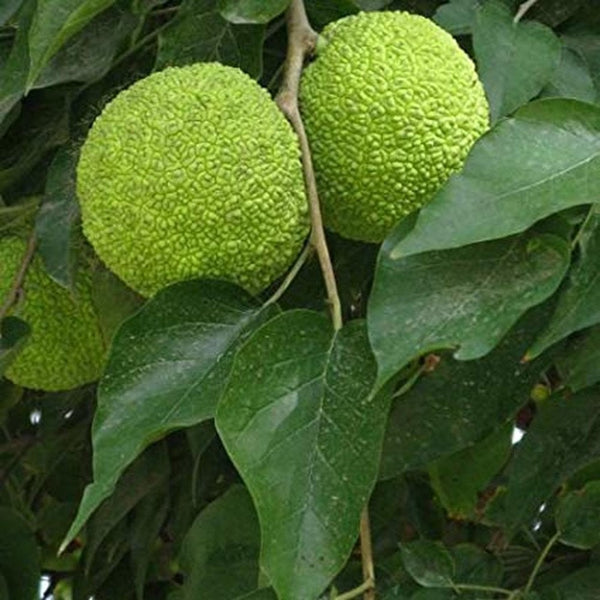 Maclura Pomifera - 3L Pot