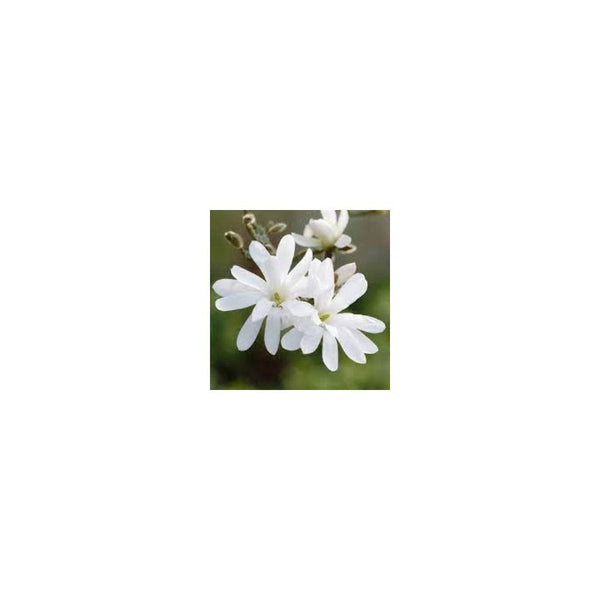 Magnolia Stellata - 3L Pot