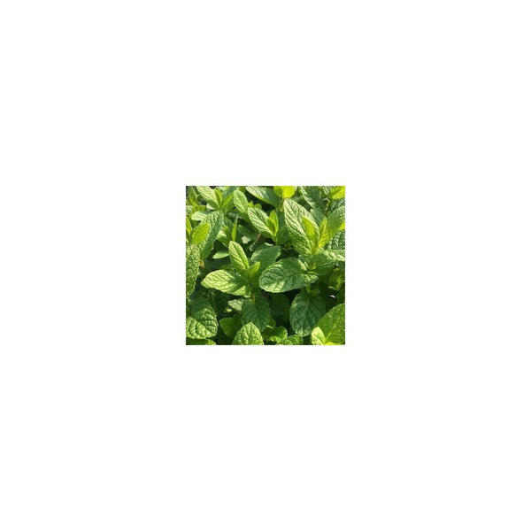 Mint Moroccan - Mentha 'Maroccan' - 1L Pot