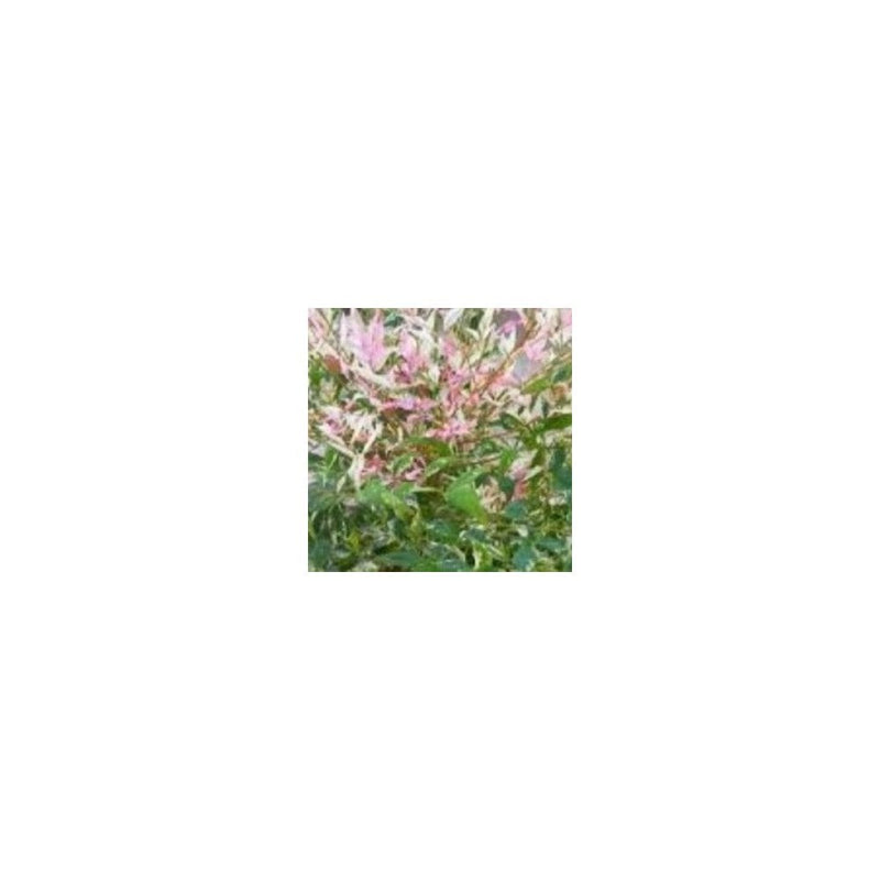 Nandina Domestica 'Twilight' - 3L Pot