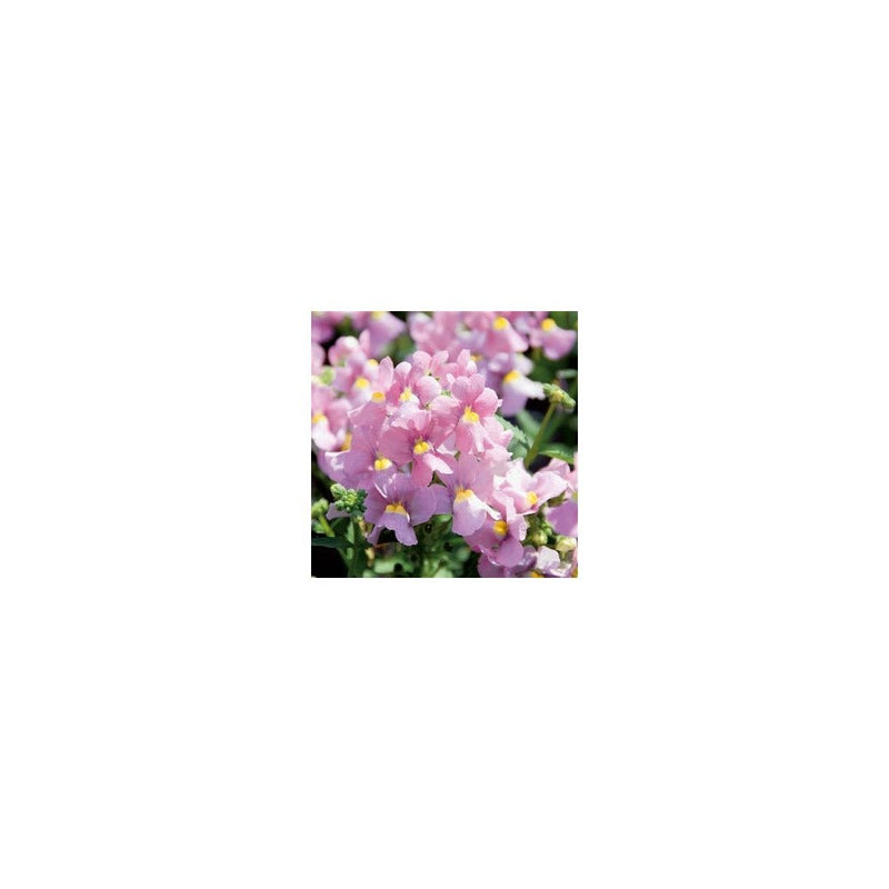 Nemesia 'Pink' - 1L Pot