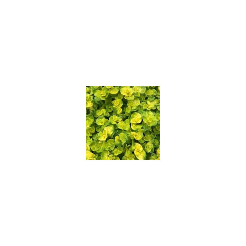 Oregano Golden - Origanum Vulgare 'Aureum' - 9cm Pot