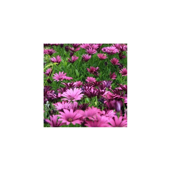 Osteospermum Purple -1L Pot