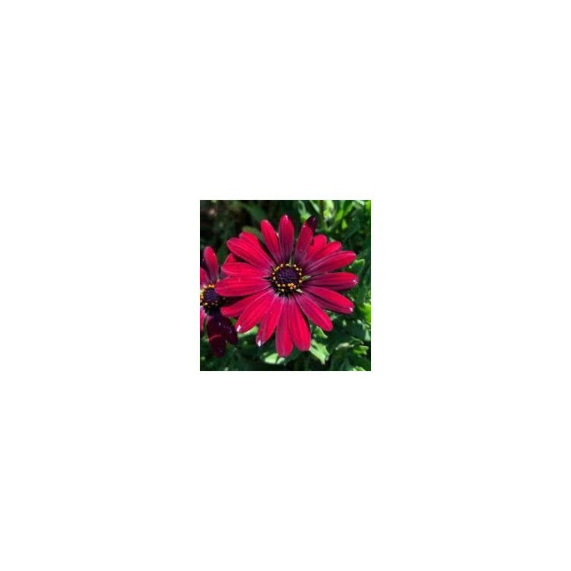 Osteospermum Red - 1L Pot