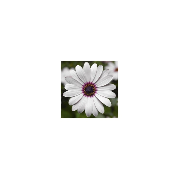 Osteospermum White - African Daisy - Cape Daisy - 1L Pot