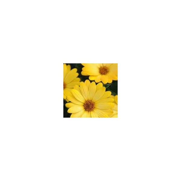 Osteospermum Yellow - 1L Pot