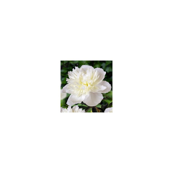 Paeonia Lactiflora 'Duchesse De Nemours' - 3L Pot