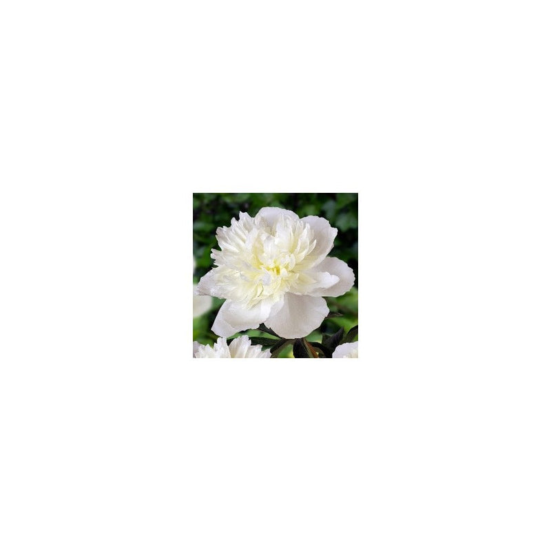 Paeonia Lactiflora 'Duchesse De Nemours' - 3L Pot