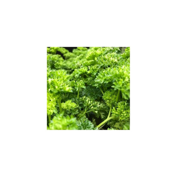 Parsley Curled - Petroselinum Crispum 'Moss Curled' - 1L Pot