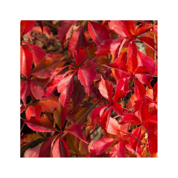 Parthenocissus Quinquefolia - 3L Pot