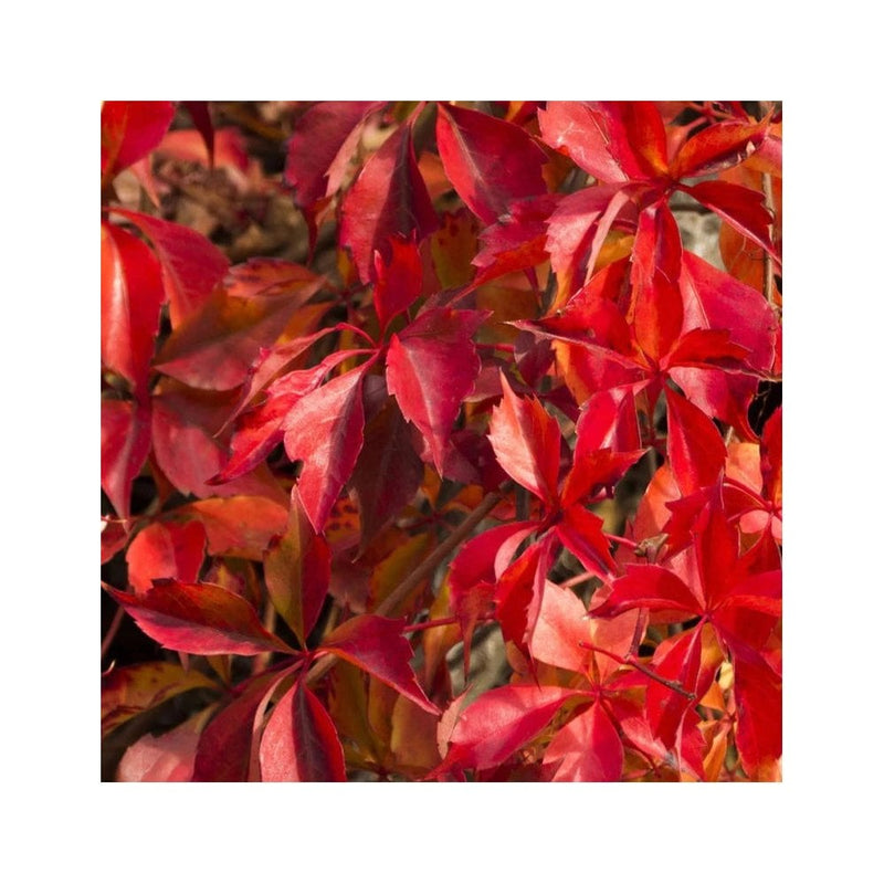 Parthenocissus Quinquefolia - 3L Pot