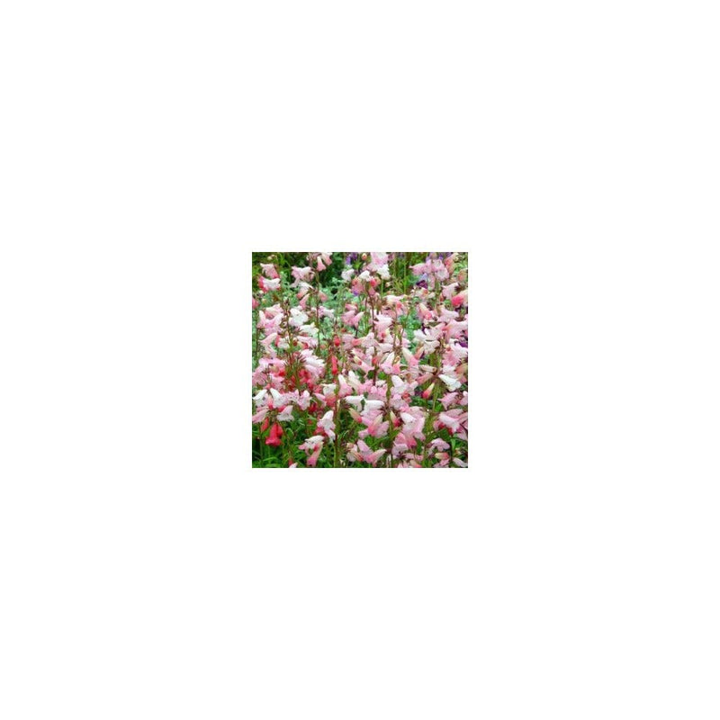 Penstemon 'Apple Blossom' - 1.4L Pot