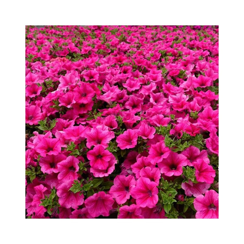 Petunia 'Surfinia Pink' - 9-10.5cm Pot