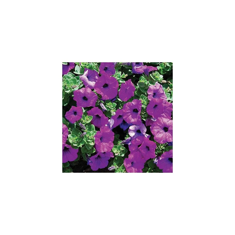 Petunia 'Surfinia Purple' - 9-10.5cm Pot