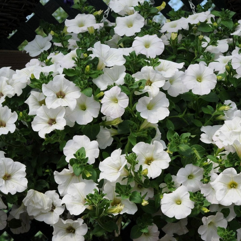 Petunia 'Surfinia White' - 9-10.5cm Pot