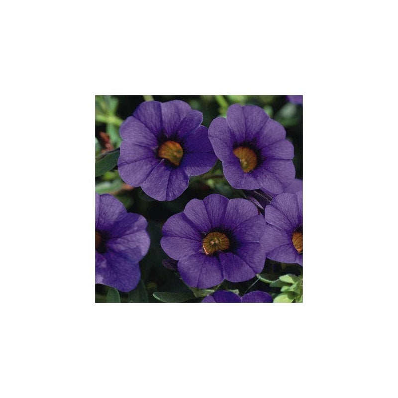 Petunia Calibrachoa Blue - 9-10.5cm Pot