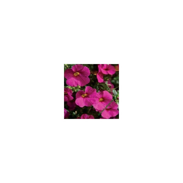 Petunia Calibrachoa Pink - 9-10.5cm Pot