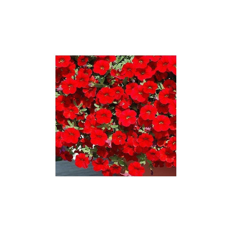 Petunia Calibrachoa Red - 9-10.5cm Pot