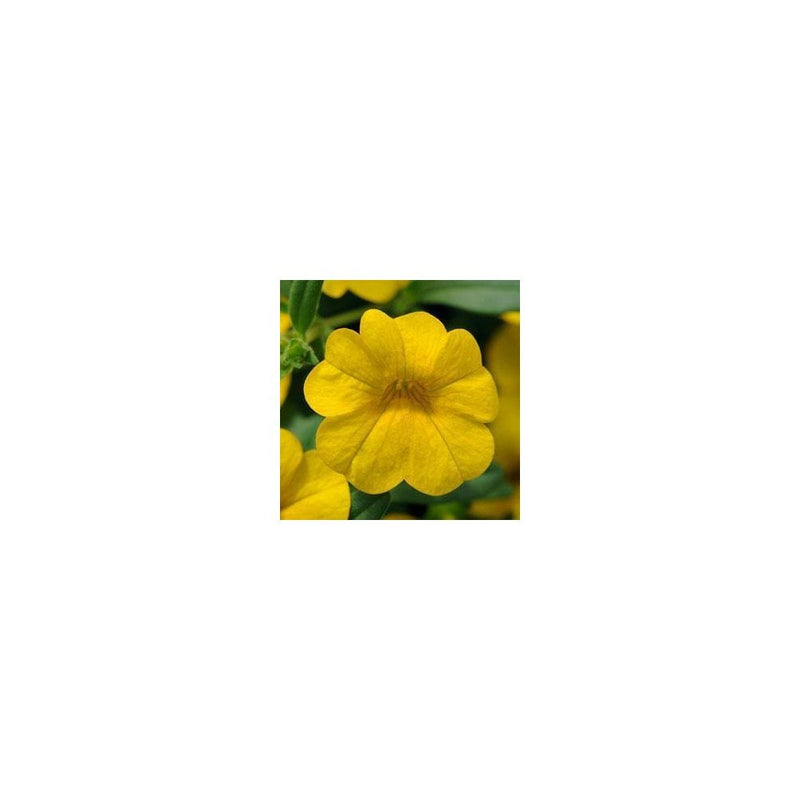 Petunia Calibrachoa Yellow - 9-10.5cm Pot