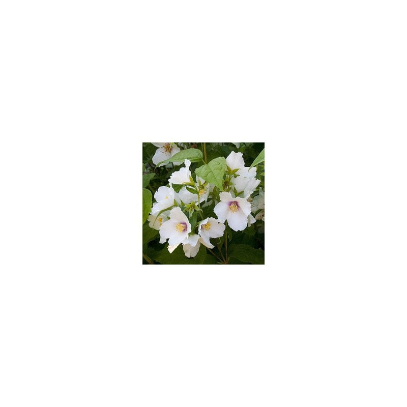 Philadelphus 'Belle Etoile' - 3L Pot