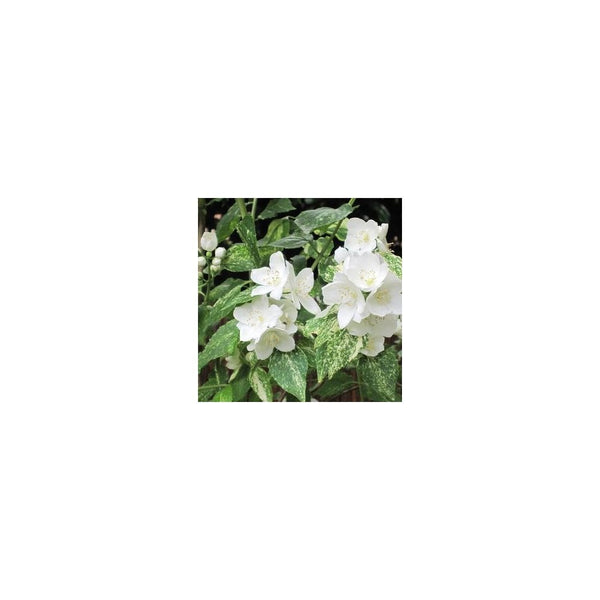 Philadelphus 'Innocence' - 3L Pot