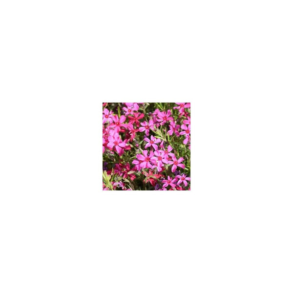 Phlox Subulata Atropurpurea- 9cm Pot - Alpine & Rockery