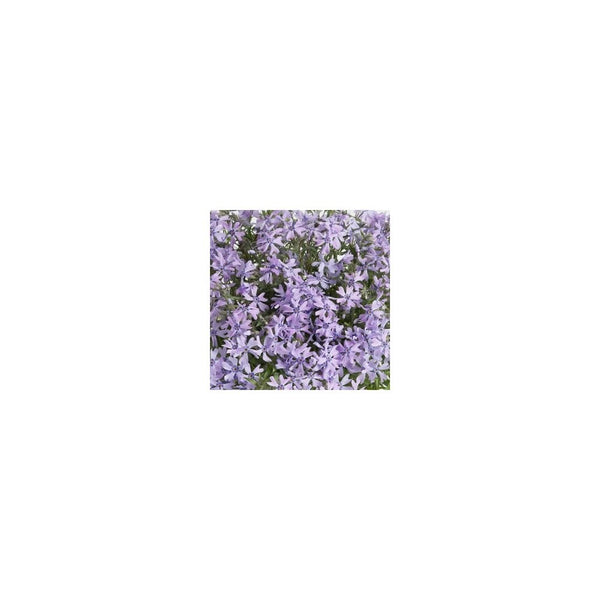 Phlox Subulata Fabulous Blue - 9cm Pot - Alpine & Rockery