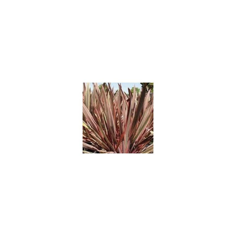 Phormium 'Maori Queen' - 19cm Pot